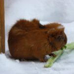 Bambino che gioca con la neve, sorride mentre la assaggia, ma con espressione di sorpresa.