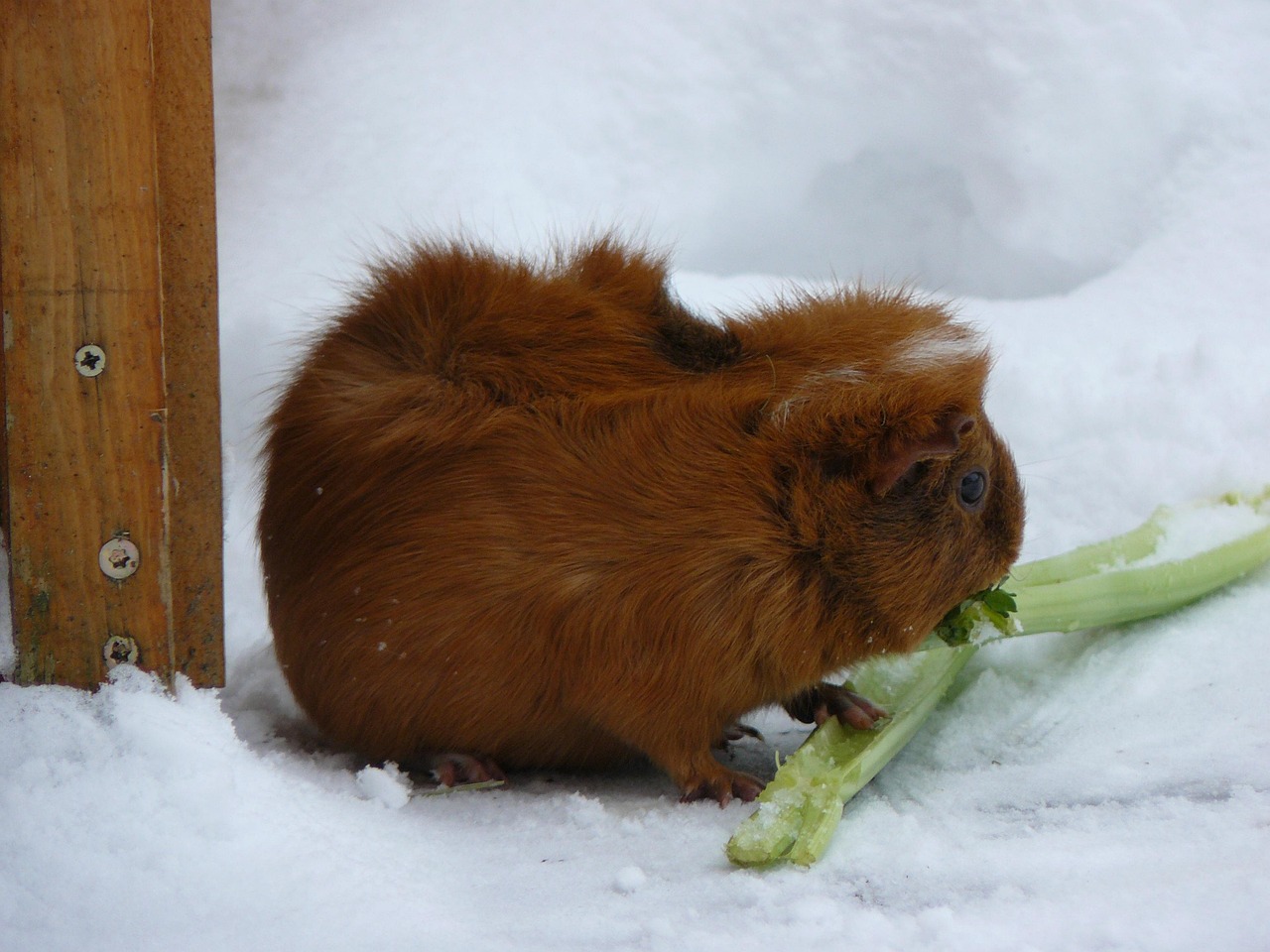 Bambino che gioca con la neve, sorride mentre la assaggia, ma con espressione di sorpresa.